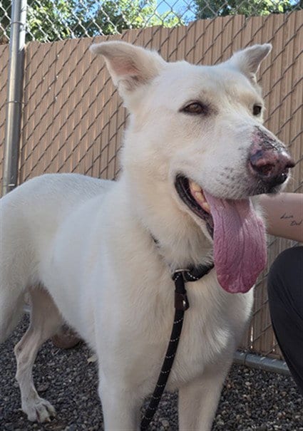 Photo of Munster, adoptable Siberian Husky in Phoenix, Arizona