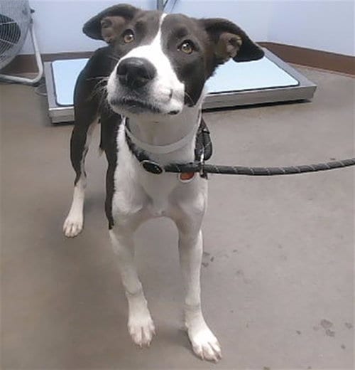 Photo of Noodle, adoptable Pointer in Phoenix, Arizona