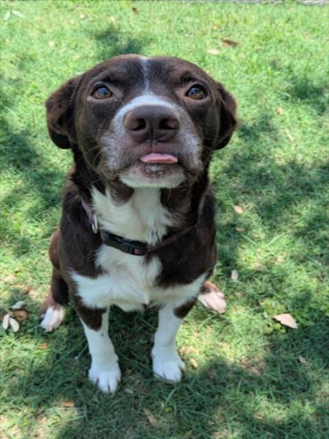 Photo of Beans, adoptable Border Collie in Texas City, Texas