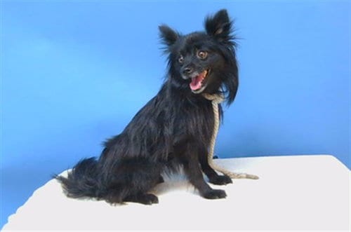 Photo of Shadow, adoptable Papillon in Gardena, California