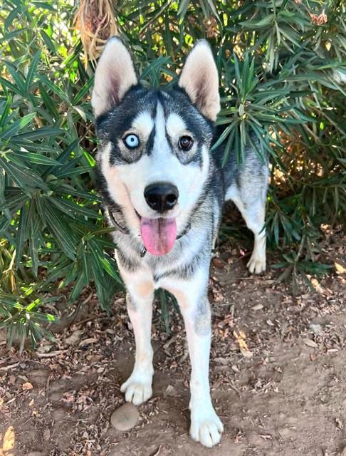 Photo of Ozzie, adoptable Siberian Husky in Sacramento, California