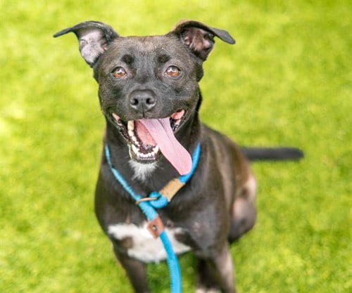Photo of Jazmine, adoptable Pit Bull Terrier in San Jose, California