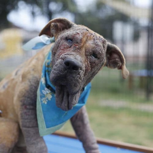 Photo of Chloe, adoptable Chinese Shar-Pei in San Antonio, Texas