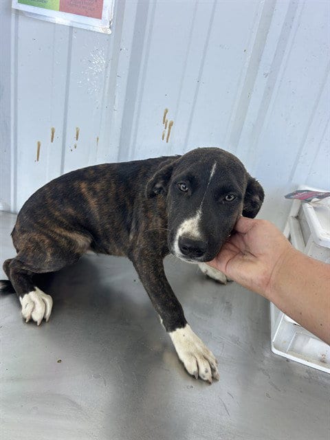 Photo of Nellie, adoptable Pit Bull Terrier in Bakersfield, California