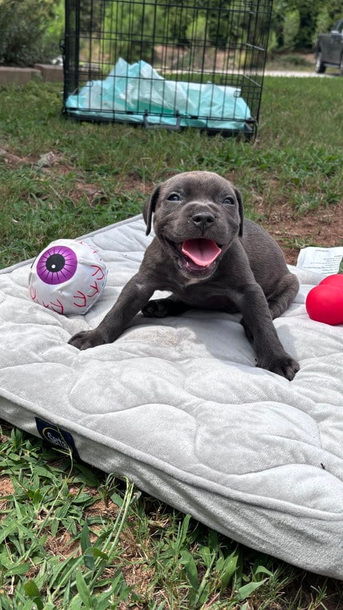 Photo of Pebbles - Cora's Litter, adoptable American Staffordshire Terrier in Holly Springs, North Carolina