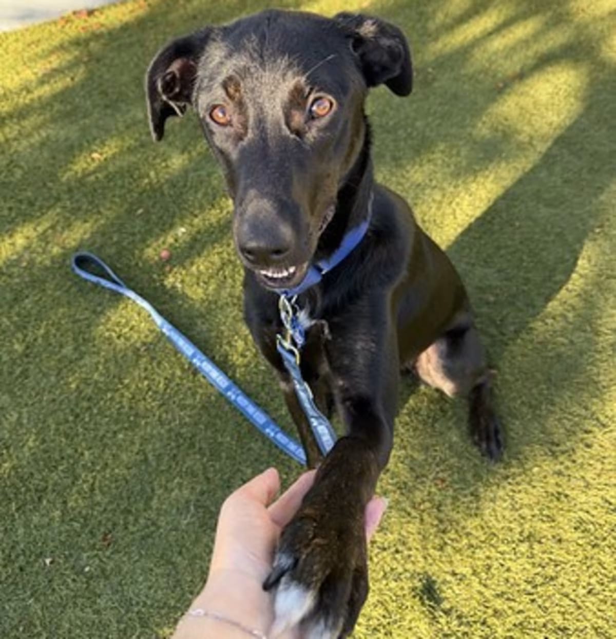 Photo of Teyla, adoptable Mutt in New York, New York
