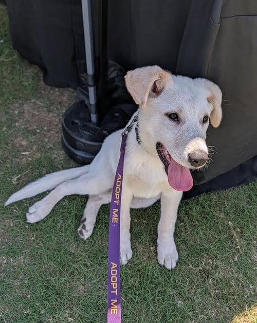 Photo of Mongo, adoptable Great Pyrenees in Dallas, Texas