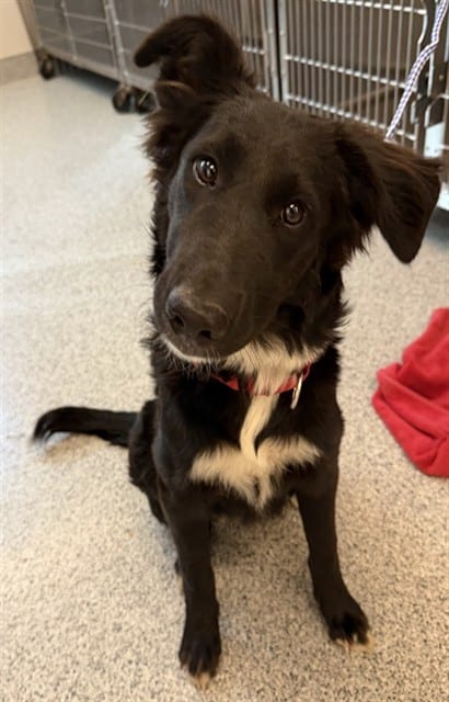 Photo of Sheba, adoptable Border Collie in Houston, Texas