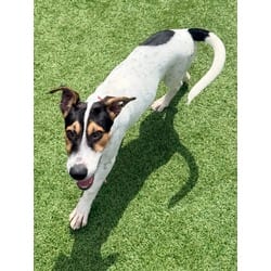 Photo of Daisy, adoptable Rat Terrier in Baton Rouge, Louisiana