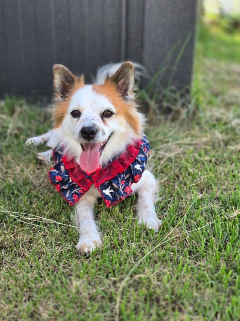 Photo of Eun, adoptable Pomeranian in Agoura Hills, California