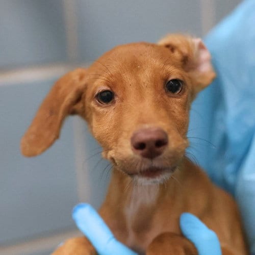 Photo of Timmy, adoptable Vizsla in San Antonio, Texas