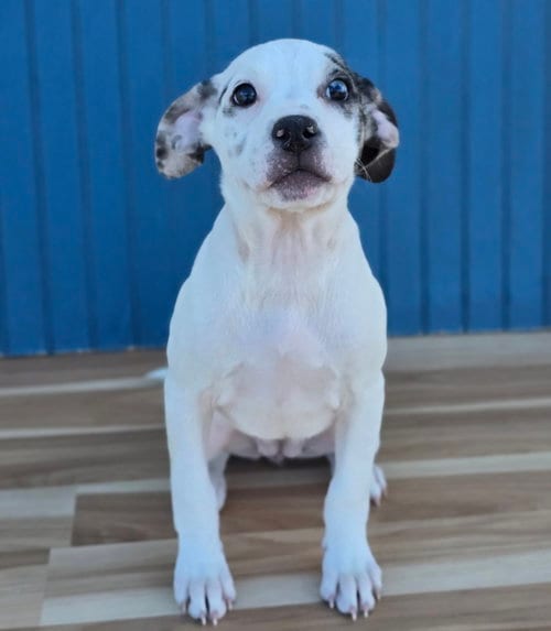 Photo of Blanca, adoptable Bulldog in Sedalia, Colorado