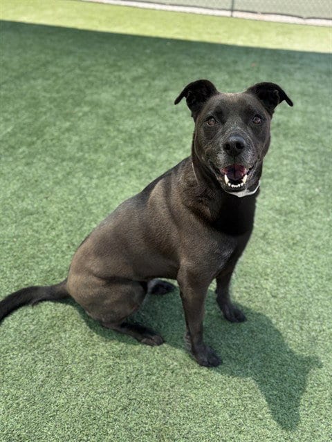 Photo of Pepper, adoptable German Shepherd Dog in Castaic, California
