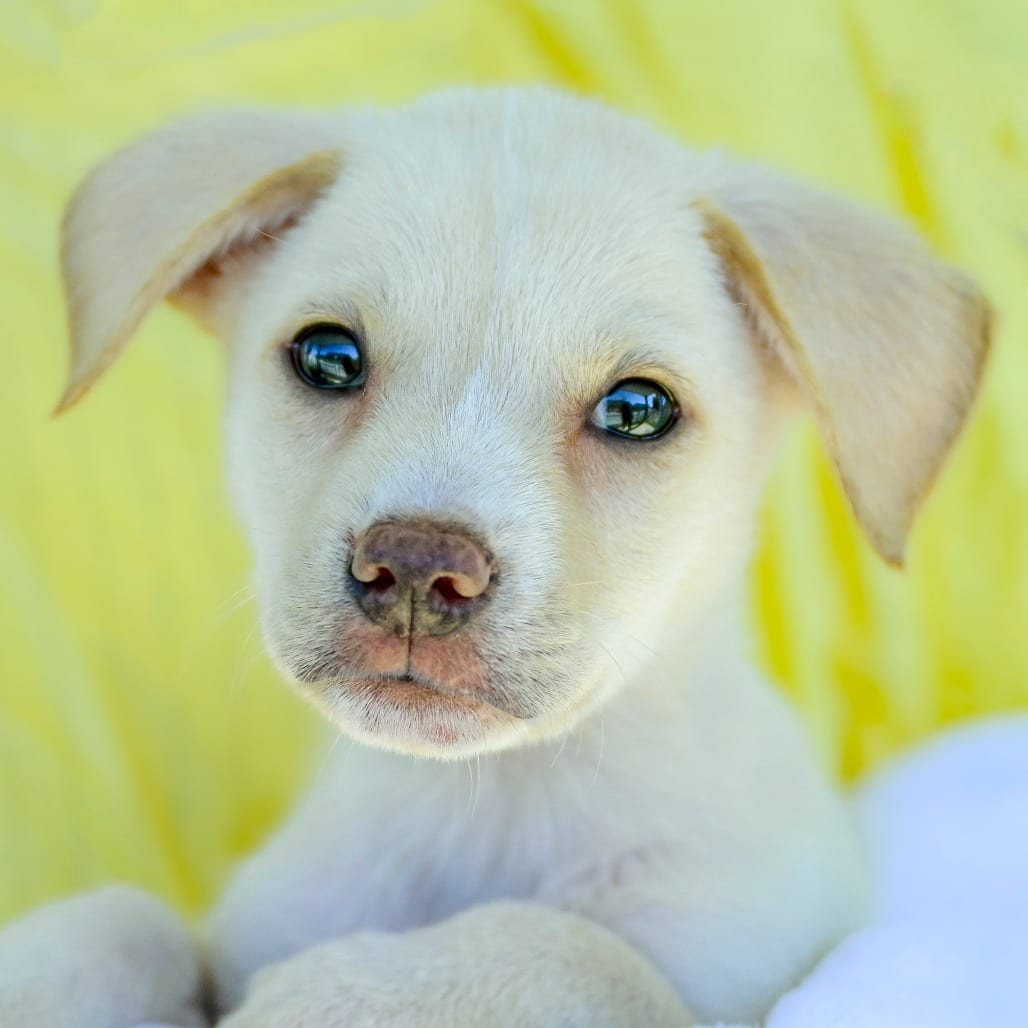 Photo of Butter, adoptable Retriever, Labrador / Mix in Chapel Hill, North Carolina