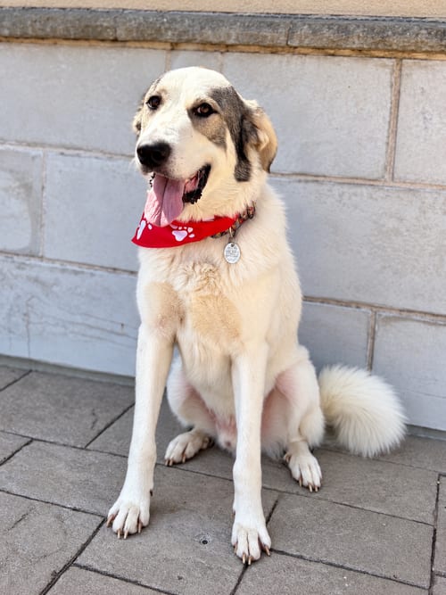 Photo of Oreo, adoptable Great Pyrenees in Euless, Texas