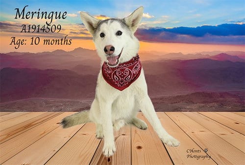 Photo of Meringue, adoptable Siberian Husky in Thousand Palms, California