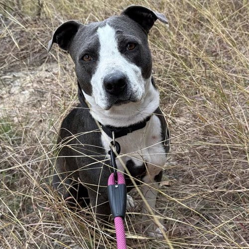 Photo of Mira, adoptable American Staffordshire Terrier in San Antonio, Texas