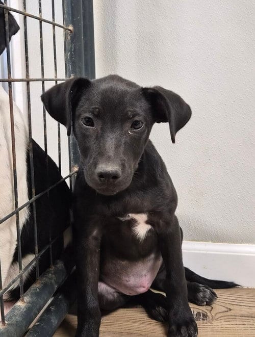 Photo of Spirit, adoptable Labrador Retriever in Bolivar, Missouri