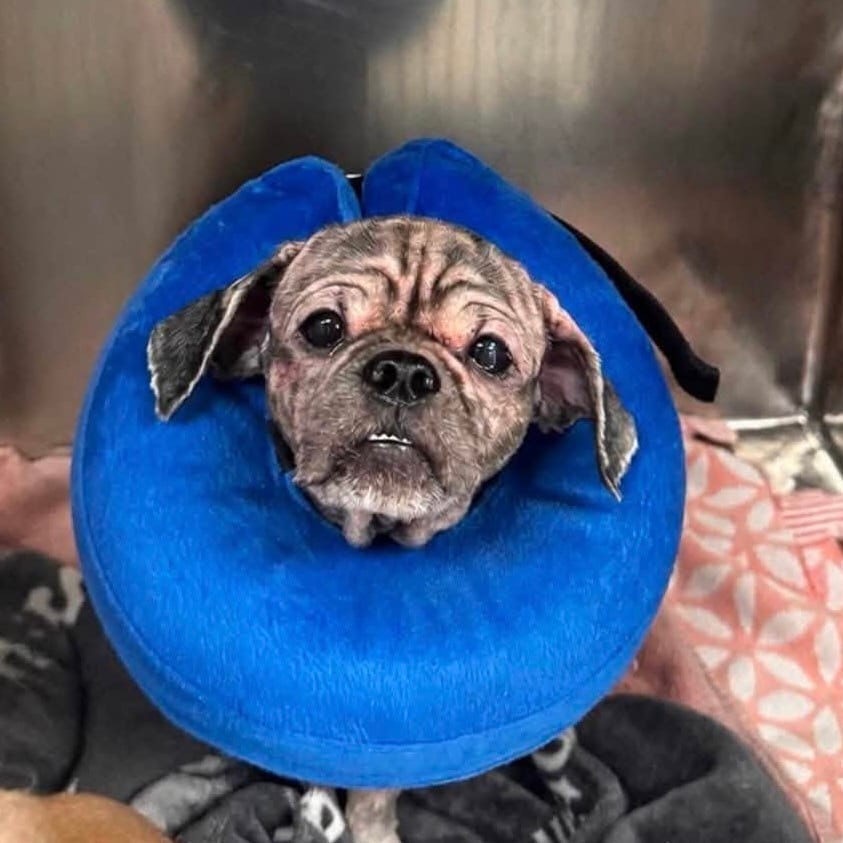 Photo of Stimpy, adoptable Mixed Breed (Small) in Whitestone, New York