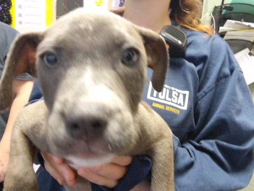 Photo of Lora, adoptable Pit Bull Terrier in Tulsa, Oklahoma