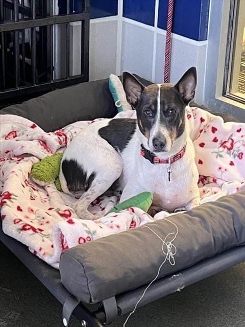 Photo of Lucky, adoptable Rat Terrier in Miami, Florida