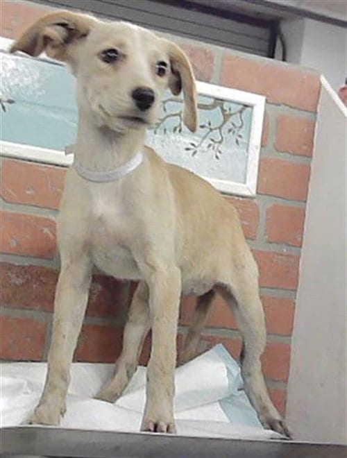 Photo of Sandy, adoptable German Shepherd Dog in Houston, Texas