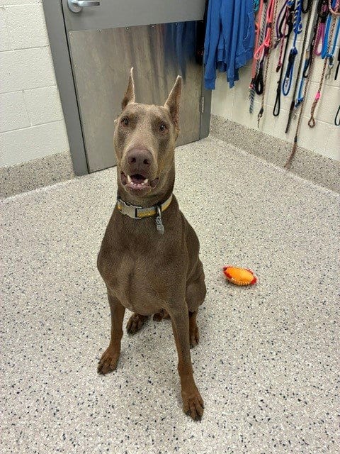 Photo of Dante, adoptable Doberman Pinscher in Brighton, Colorado