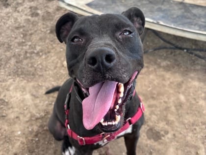 Photo of Tex, adoptable dog in Georgetown, Texas