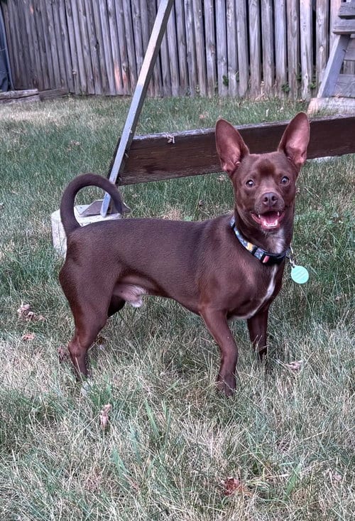 Photo of Chewy (Bonded with Ledi), adoptable Chihuahua in St. Louis Park, Minnesota