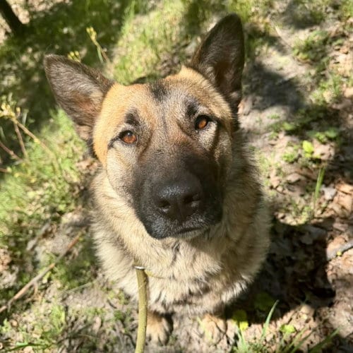Photo of Ruffles, adoptable Shepherd in Yreka, California