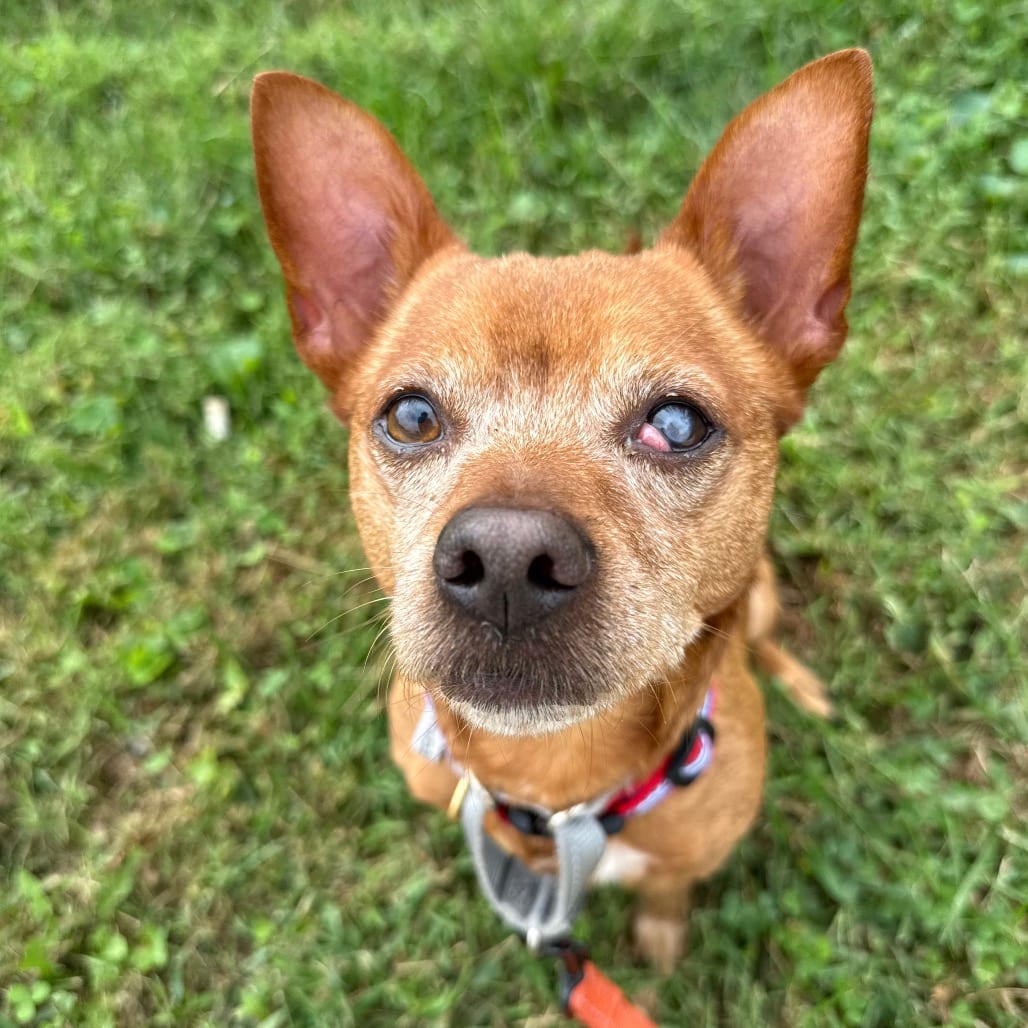 Photo of Frito, adoptable Chihuahua, Short Coat in Fairfax Station, Virginia