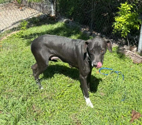Photo of Willa, adoptable Great Dane in Bullard, Texas