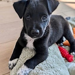 Photo of Hercules, adoptable Australian Kelpie in Valley Village, California