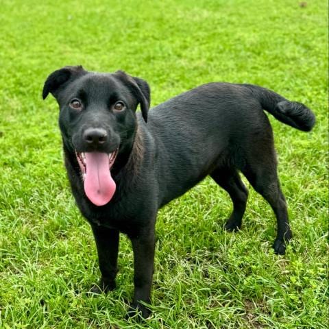 Photo of Gale, adoptable Labrador Retriever in Conroe, Texas