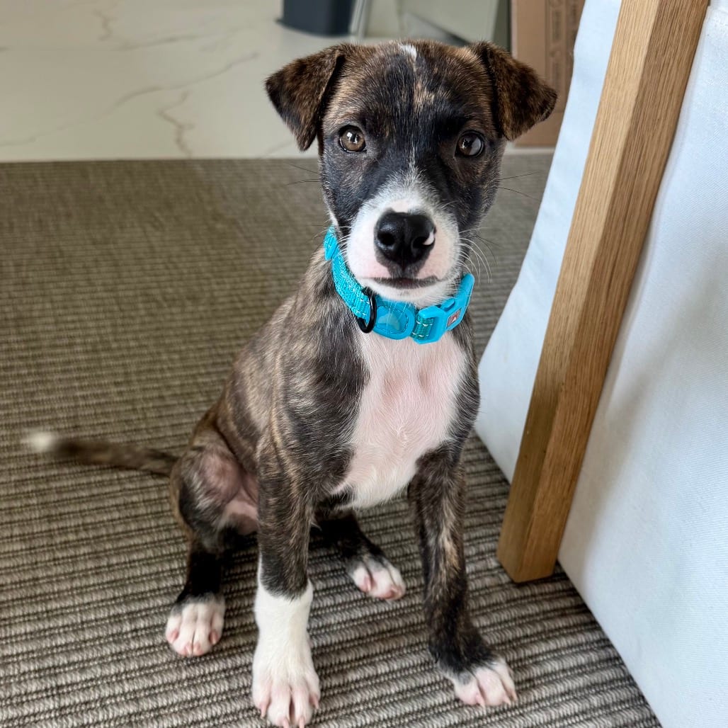 Photo of Otis, adoptable Boxer in Jefferson, New Jersey