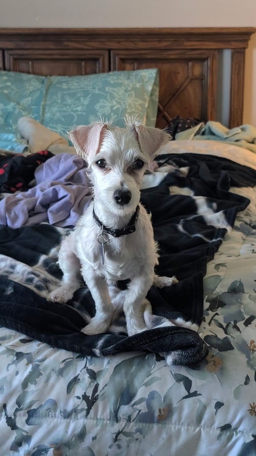 Photo of Archie, adoptable Maltese in St. Louis Park, Minnesota