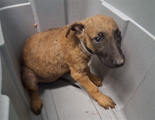 Photo of A5802091, adoptable Belgian Shepherd Malinois in Gardena, California