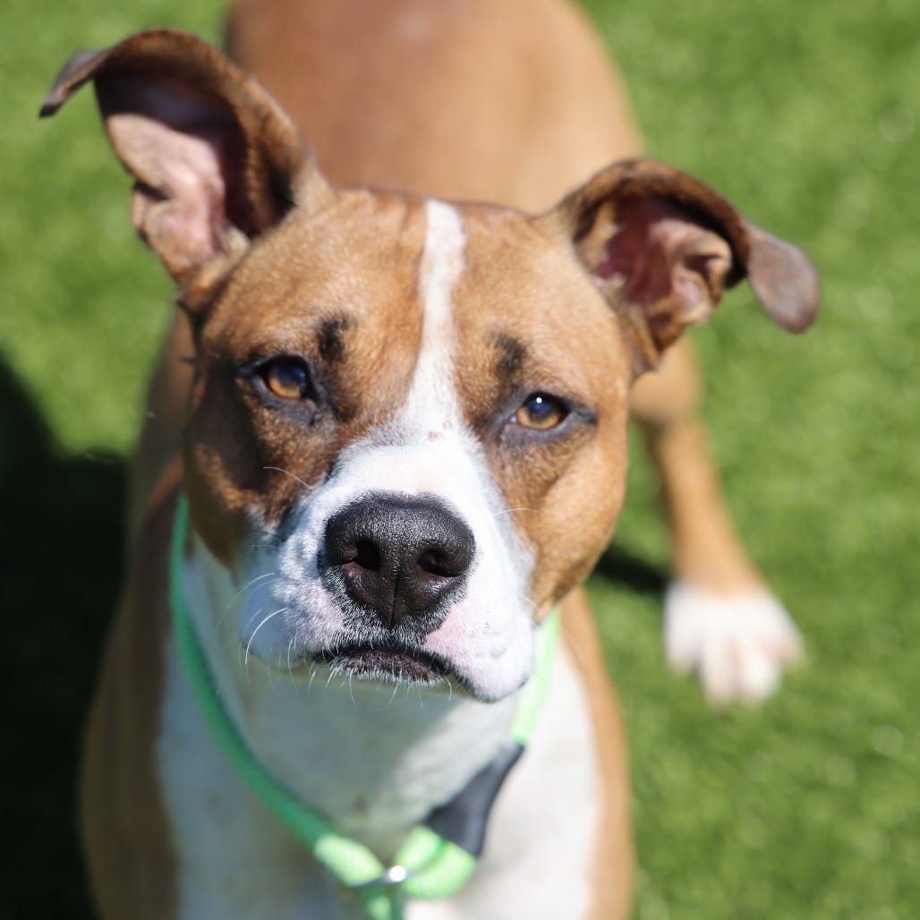 Photo of Bandit, adoptable Mixed Breed (Medium) in Spartanburg, South Carolina