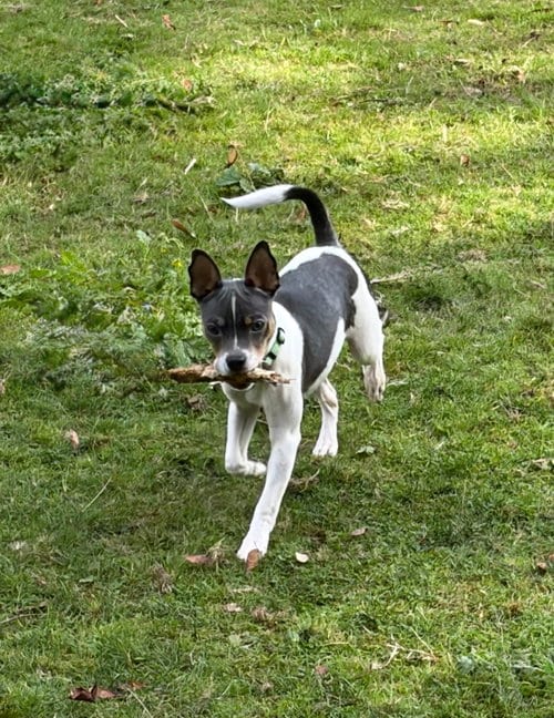 Photo of Peanut, adoptable Rat Terrier in Seattle, Washington