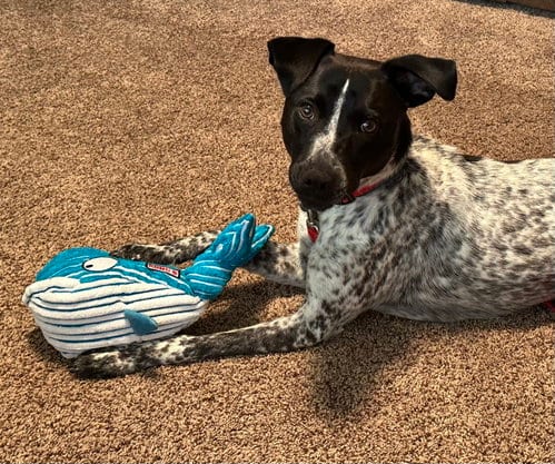 Photo of Reebie, adoptable Australian Cattle Dog/Blue Heeler in Garden City, New York