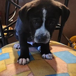 Photo of Dusty meet me 2/6, adoptable Australian Cattle Dog in North Haven, Connecticut