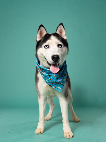 Photo of Ace, adoptable dog in Atlanta, Georgia