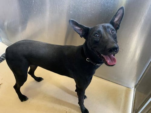 Photo of A1936334, adoptable Belgian Shepherd Malinois in Thousand Palms, California