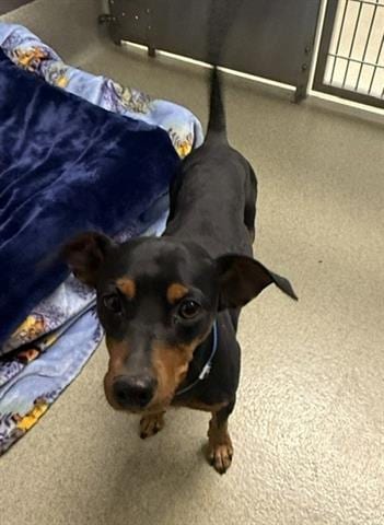 Photo of Brando, adoptable Chihuahua in San Martin, California
