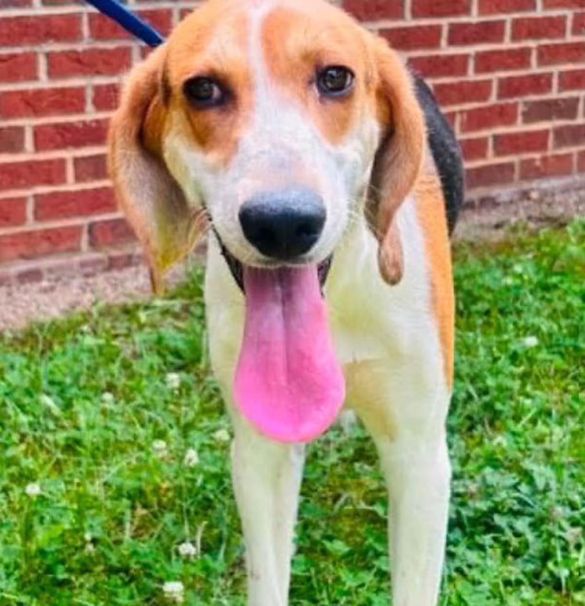 Photo of Waylon, adoptable Hound (Unknown Type) Mixed Breed (Medium) in Washington, District of Columbia