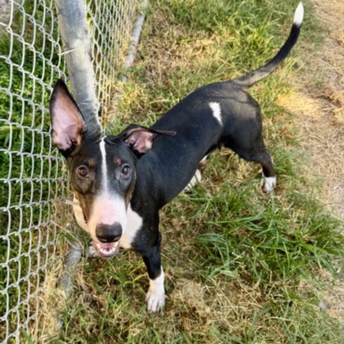 Photo of Wanda, adoptable Bull Terrier in Houston, Texas