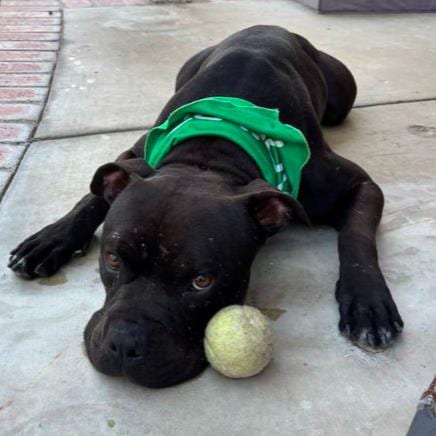 Photo of Kip, adoptable Pit Bull Terrier in Camarillo, California