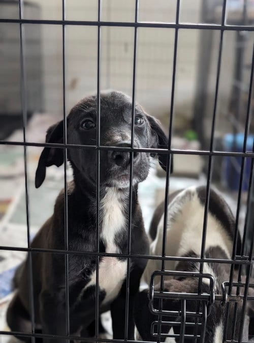 Photo of Enzo (NY-Danielle), adoptable Labrador Retriever in SHERBURNE, New York