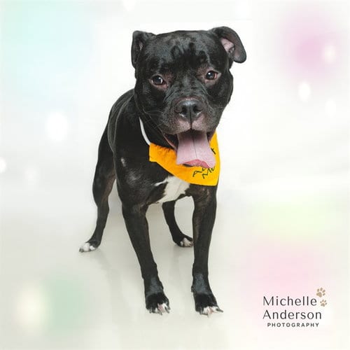 Photo of Bruce Wayne, adoptable Pit Bull Terrier in Corona, California