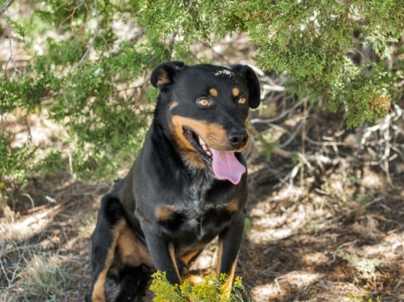 Photo of Fresh Prince, adoptable Mixed Breed in Santa Fe, New Mexico